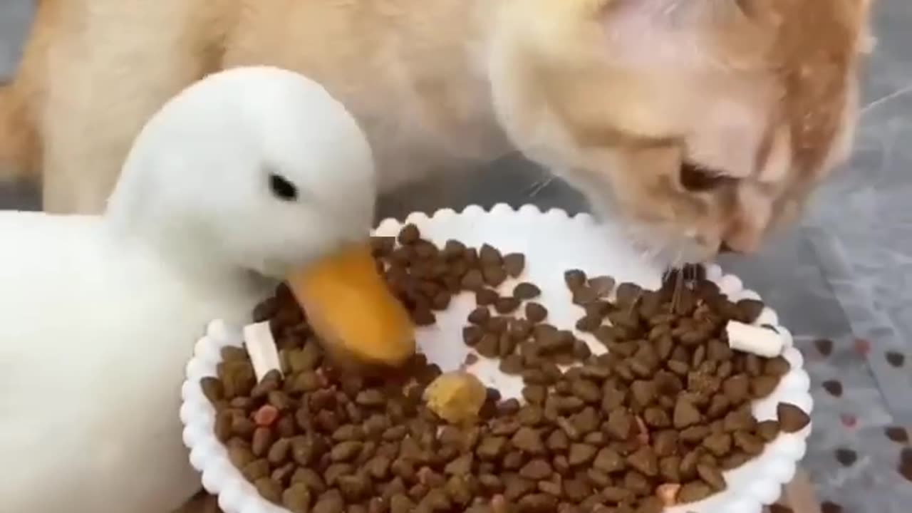 Funny animals 2023π - Funniest Cats and Dogs Videoππ281 #shorts