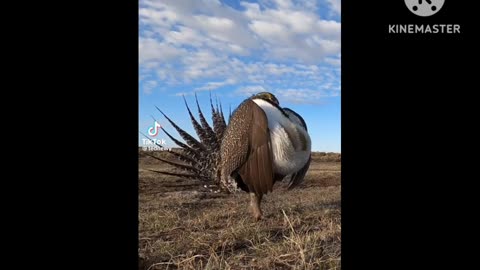 Male Greater Saga Grouse Displaying on a Lek in Utah. One of the coolest breeding display in nature.