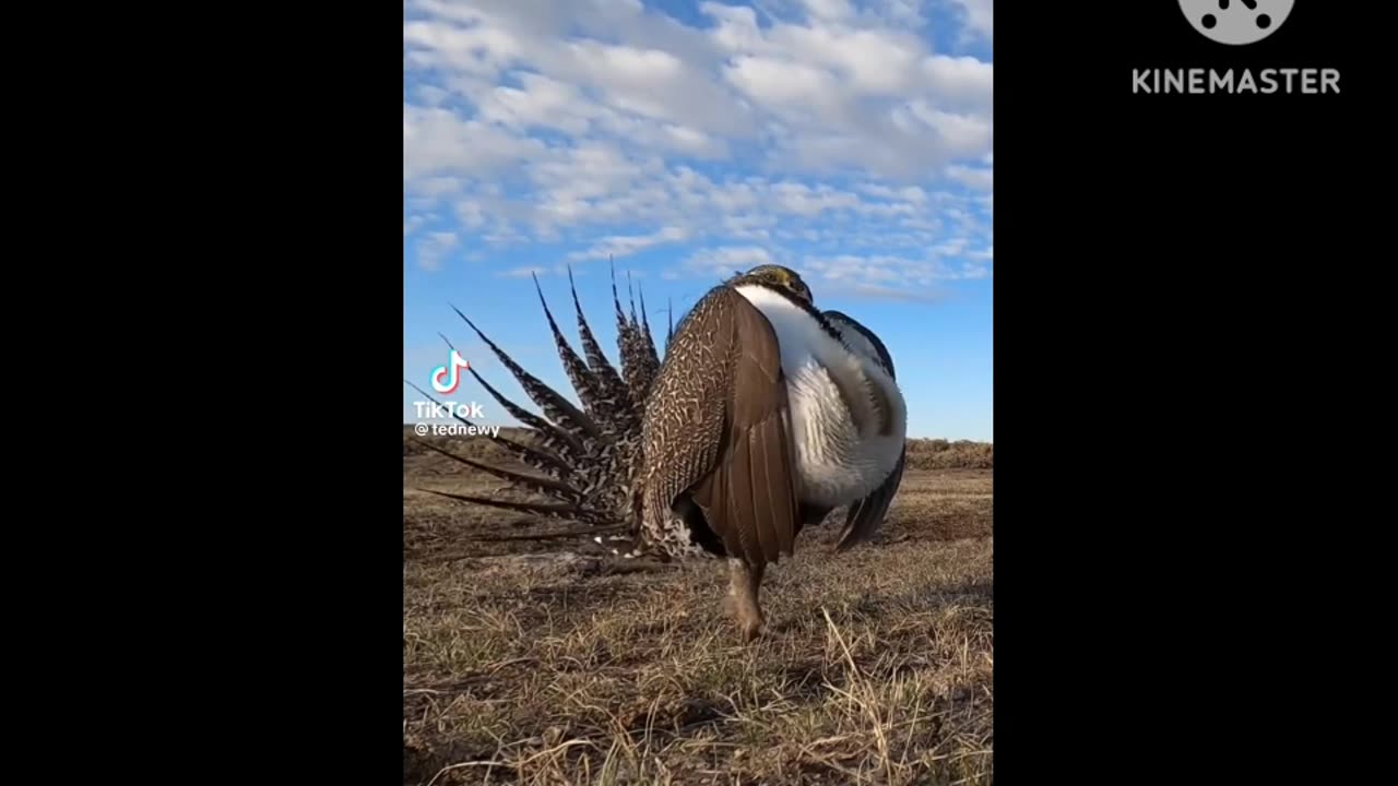 Male Greater Saga Grouse Displaying on a Lek in Utah. One of the coolest breeding display in nature.