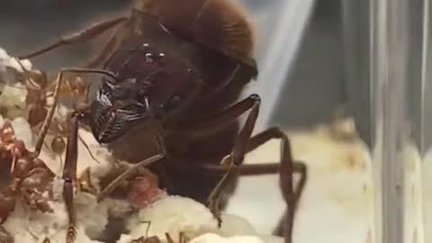 Giant Queen Ant Next To Coin