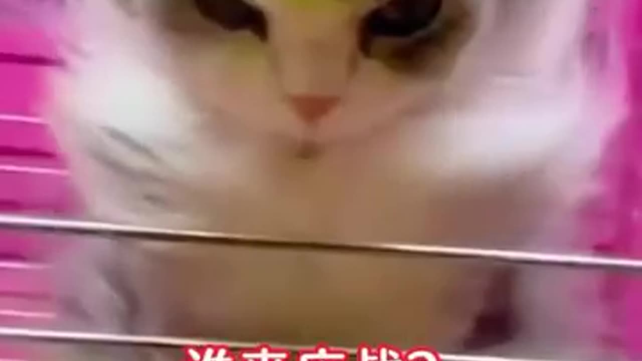 Cat Kungfu fight with a Human!