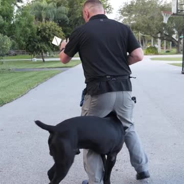 Before Getting a Cane Corso, Think About This