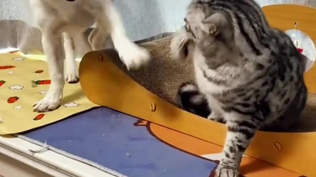 Cat dog and duck fighting