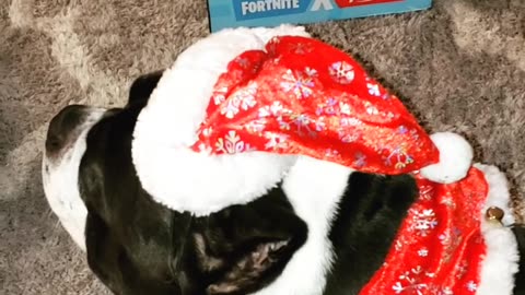 Jorgys xmas