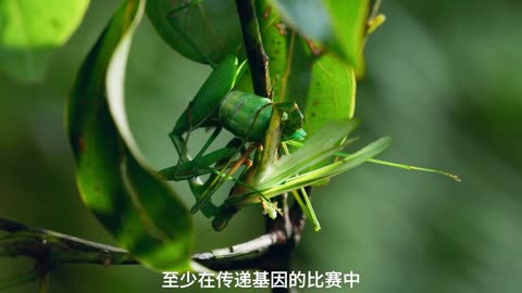 Nature's Savage Romance: Praying Mantis Devours Mate's Head | Astonishing Wildlife Encounter