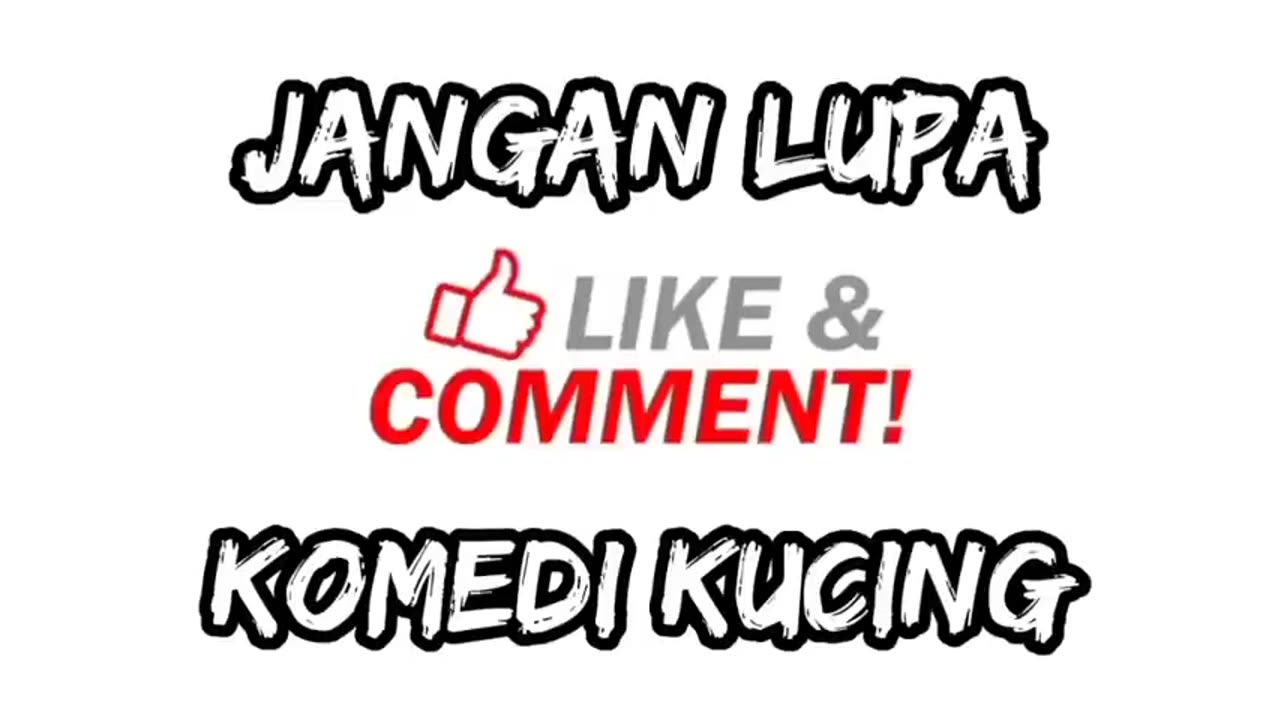 TAHAN TAWA!Kumpulan Vidio Kucing Lucu Bikin ngakak