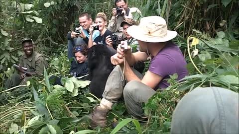 Curious Gorilla hugs a cameraman