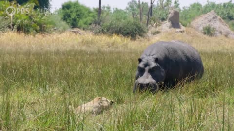 Hippos Battle Lions and Hyenas Over Carcass