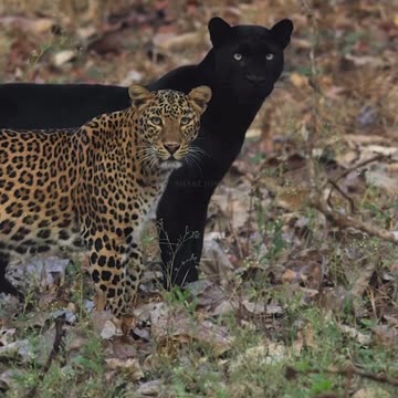 When you're seen through. It's a crossover look among all of earth species.