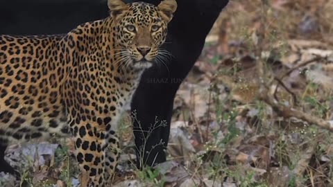 When you're seen through. It's a crossover look among all of earth species.
