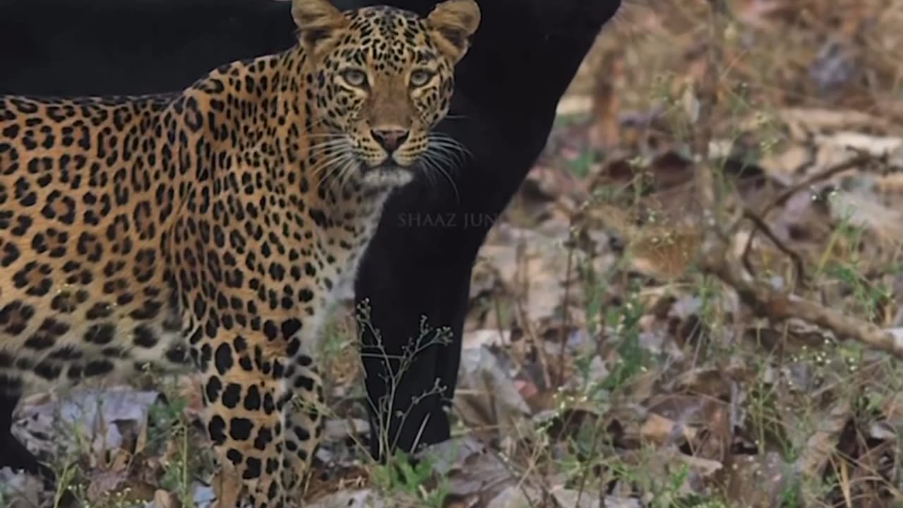 When you're seen through. It's a crossover look among all of earth species.