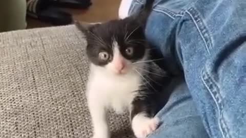 Carefully! Violent attack of a wild animal on a person