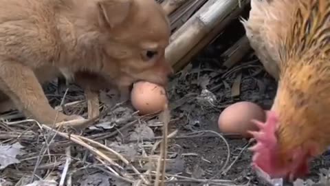 Funny dog and chicken enjoying with eggs 😂