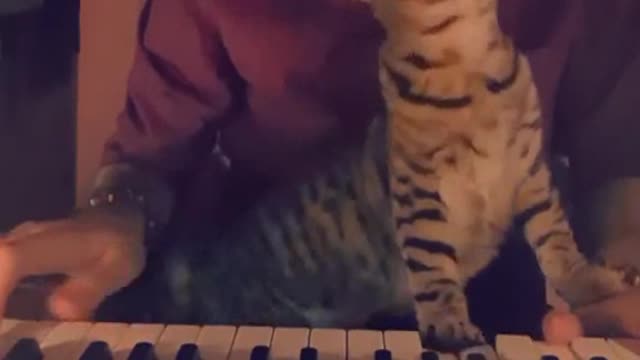 Pianist With Cat