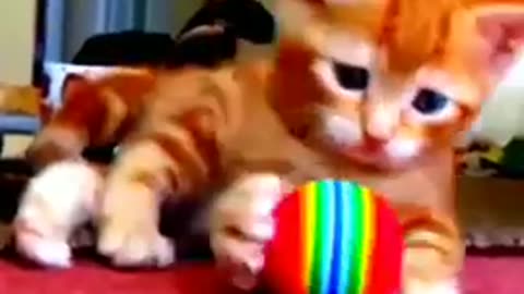 Best funny animal videos 🤣🤣