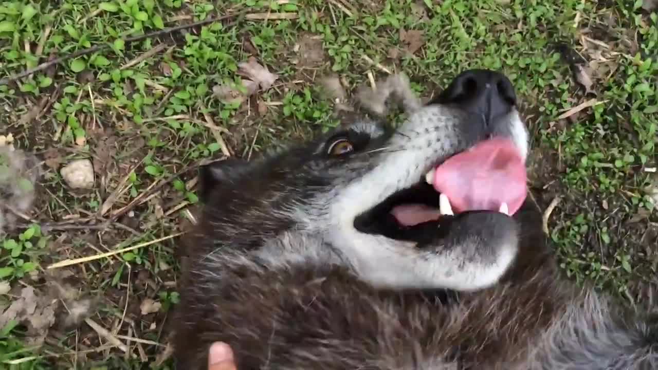 A very happy wolf