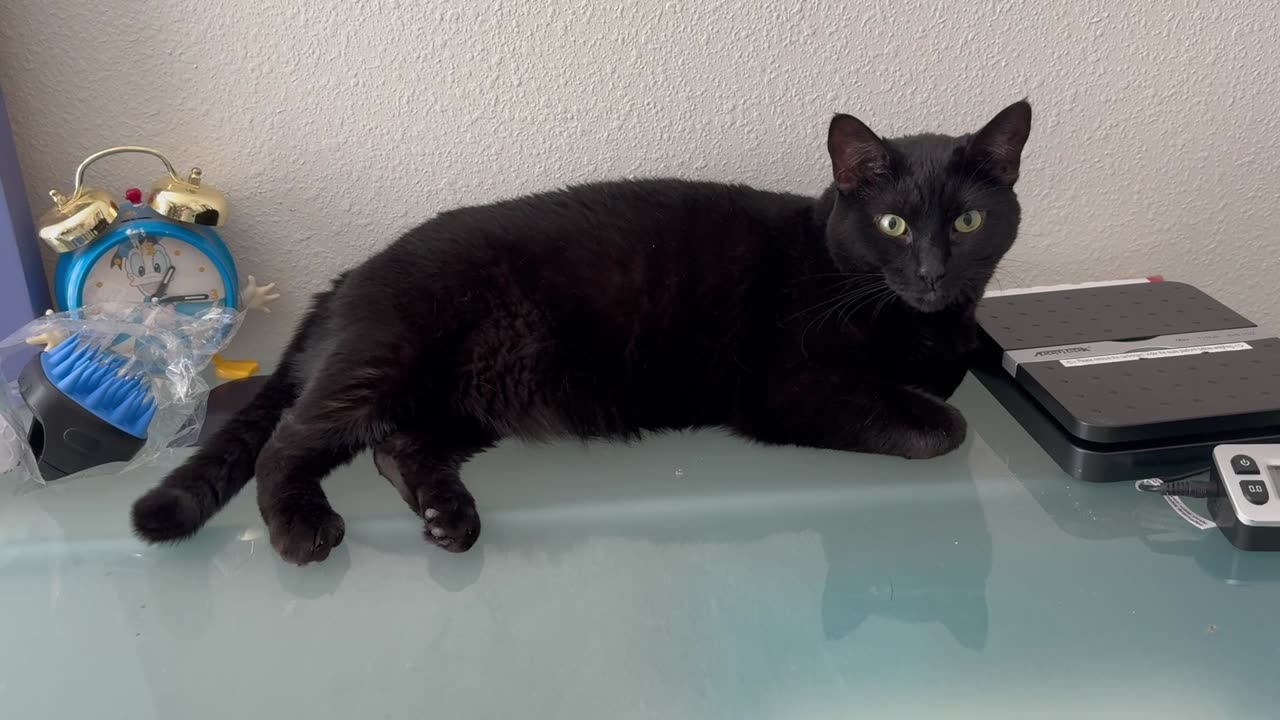 Adopting a Cat from a Shelter Vlog - Cute Precious Piper Looks Like An Amazing Office Manager