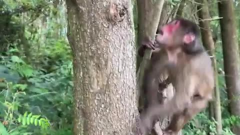 #animallovers❤️ #cocakamonkey animals #viral #monkey #cute_17