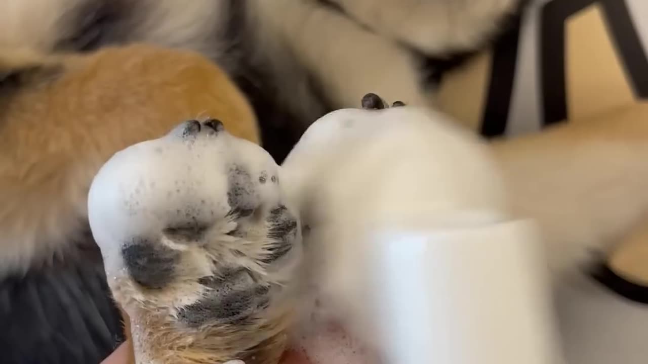 cute puppy cleaning asmr