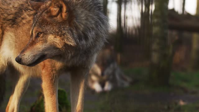 Beautiful wolf recorded from very close