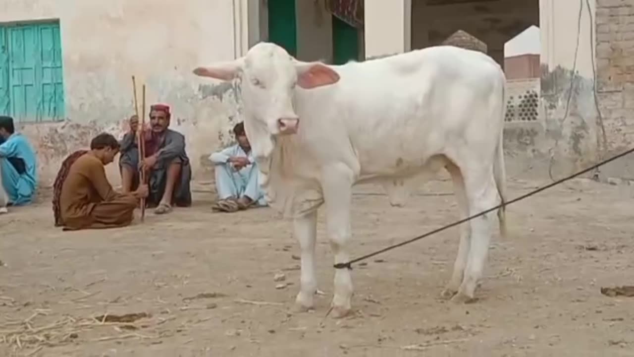 beautifull animal