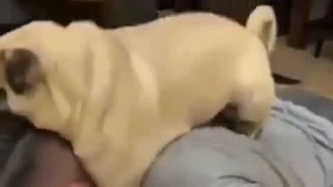 Funny Dog Exercise 2022 Video Clips #shorts