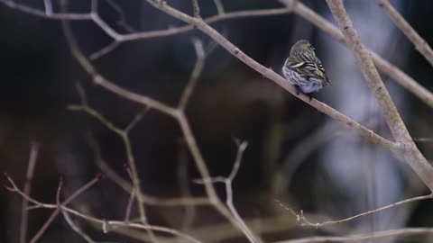 A bird on the tree