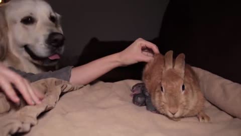 Golden Retriever First Meets Newborn Babу Rabbits