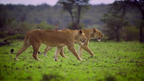 Two Tigers Walking In Style