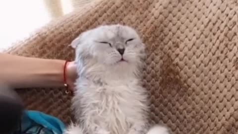 newborn kitten