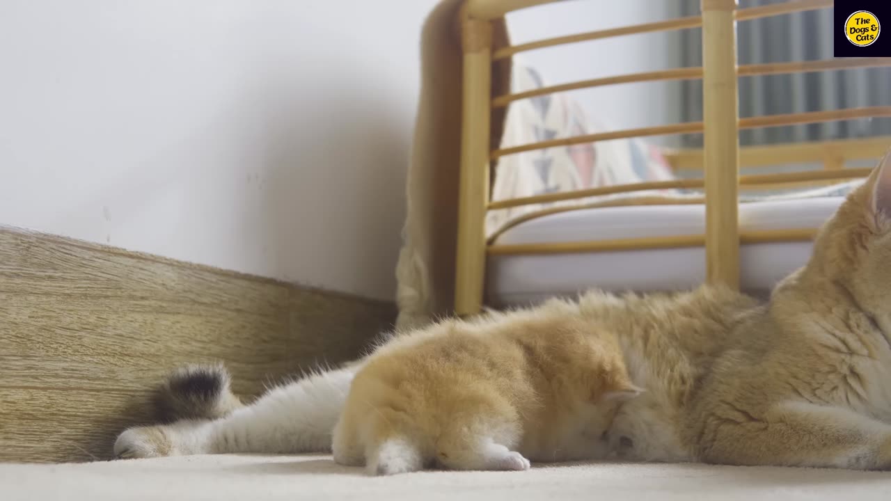 Tiny Kitten Pudding is crying to find mother cat