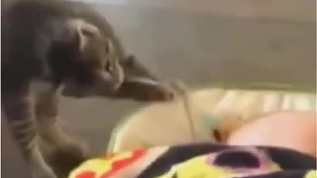 Funny and cut cat