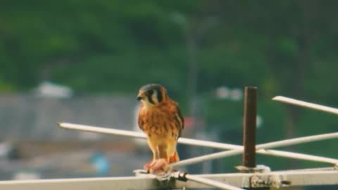 Hawk