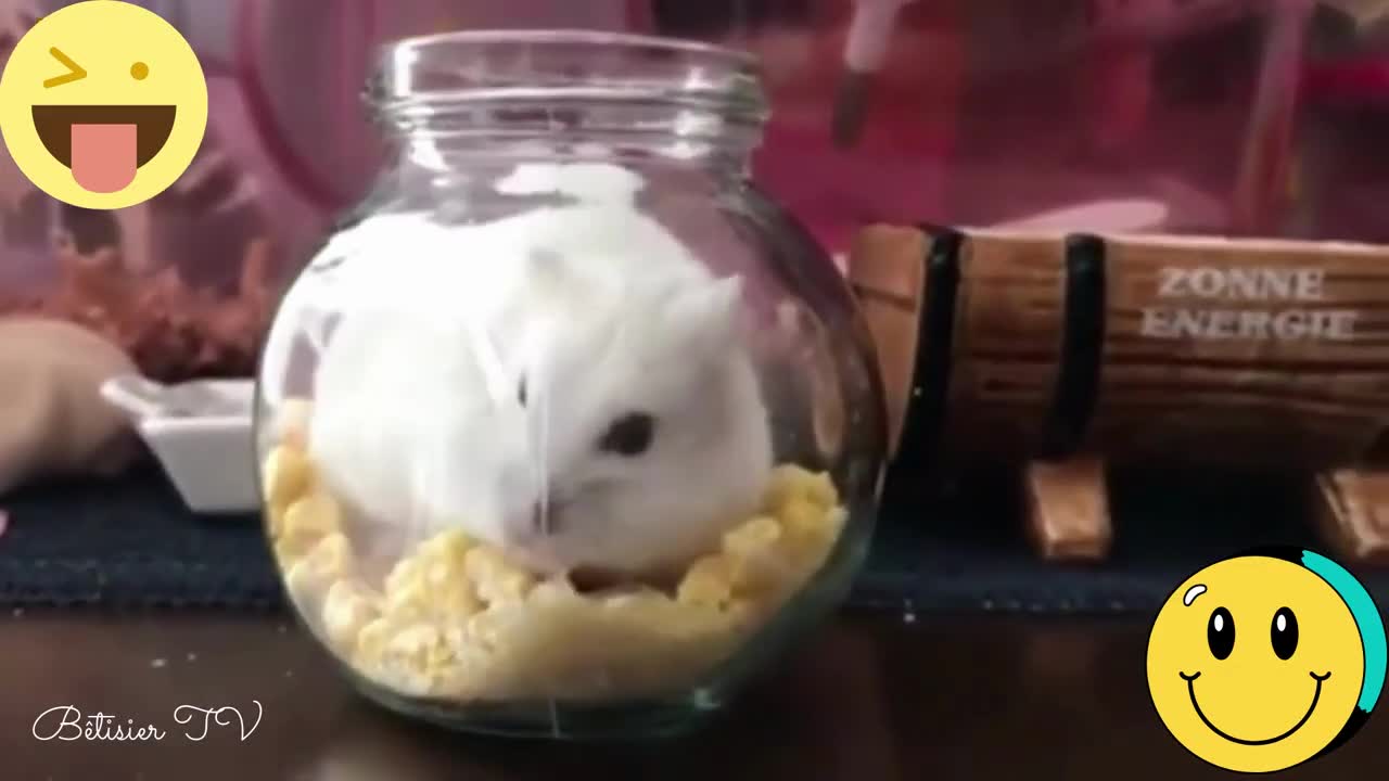 Hamsters mignons et drôles - Vidéo drôle Animaux à mourir de rire