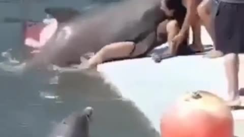 THE DOLPHIN GAVE IN PASSION