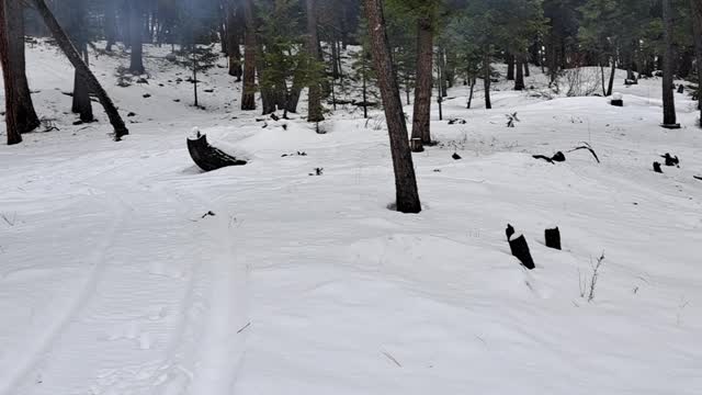 Mountain Lion Call