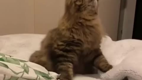 Cat with Golden eyes need meni cure🤣