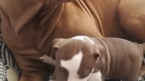 These dog are so funny.