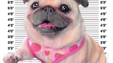 Animal Best Funny Video 2023