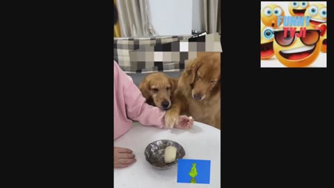 THE CLAVER DOG 21