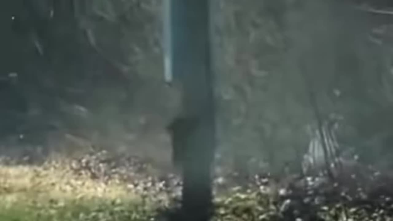 They are new in crossing roads