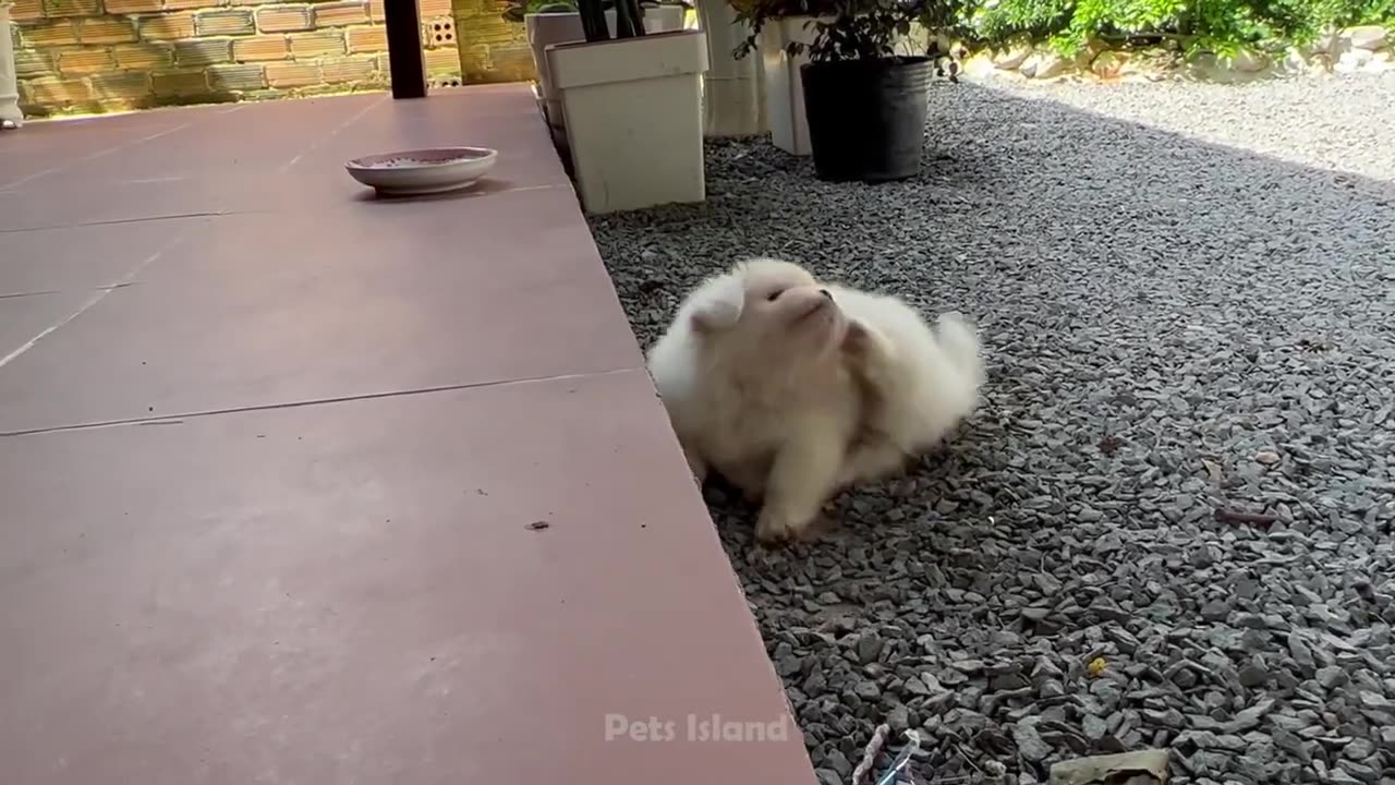 Funniest Dog Videos 🐶😹 - Funniest Animals 2023 _ Pets Island