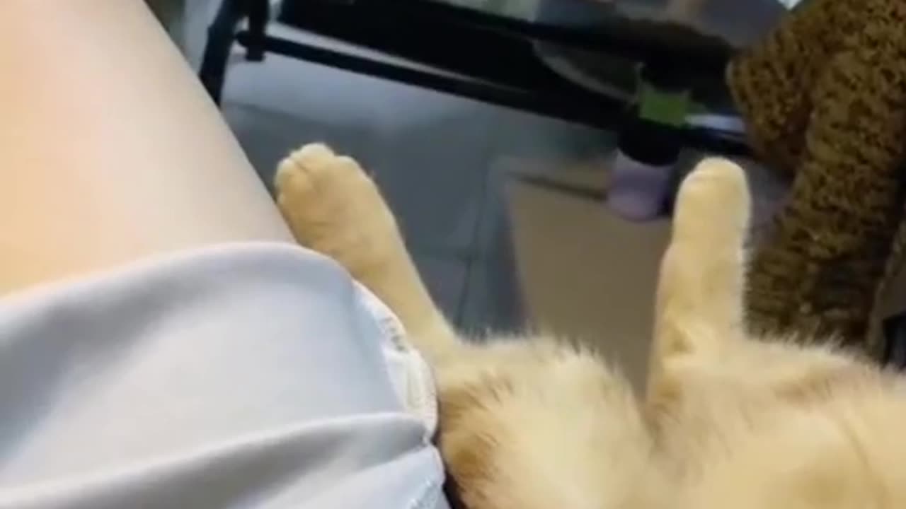 Little cats imitate human movements.