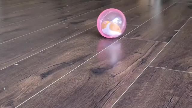 Pug vs. Toy Hamster