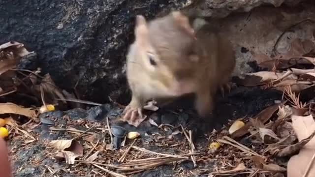 Good morning Squishy