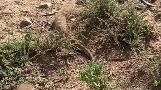 is that gaboon viper