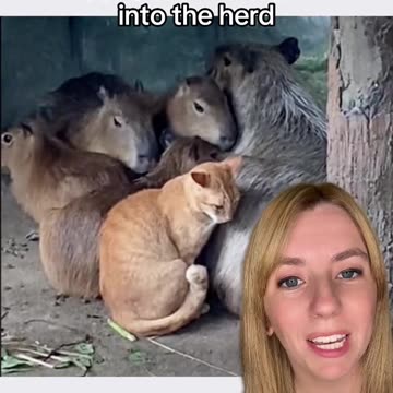 Oyen, the cat who has his own official signage in front of the capybara habitat. 🐈