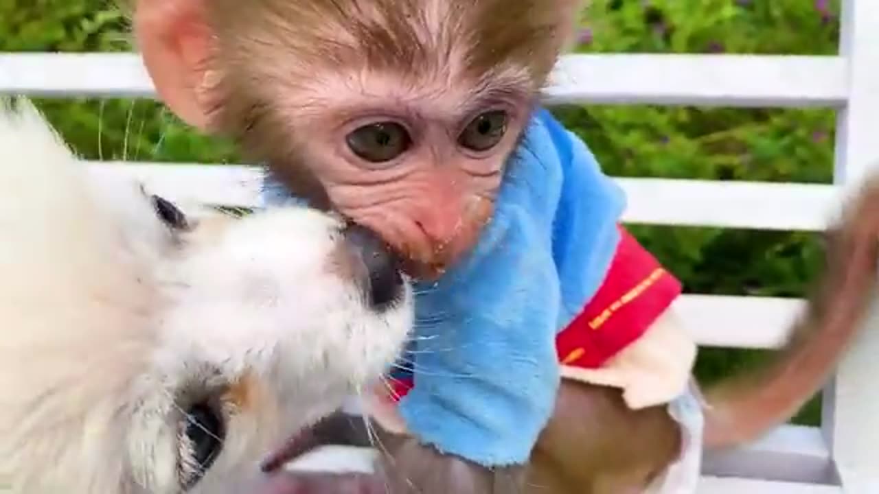 Monkey love 💞💞💞