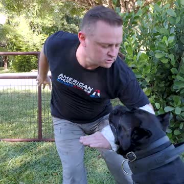 Newspaper Bite Sleeve vs. 120LB Cane Corso