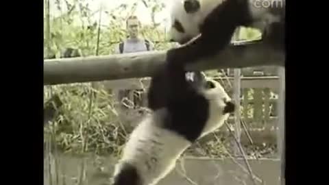 Animals being funny for no reason